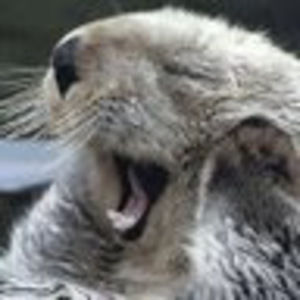 Meet your Posher, Edward